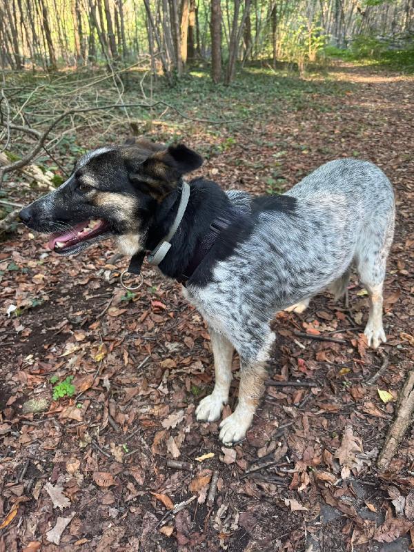 Divy, splendida meticcia da adottare Foto 3